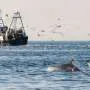 Delfins-nariz-de-garrafa no Mar Adriático dependem de arrastões para se alimentar