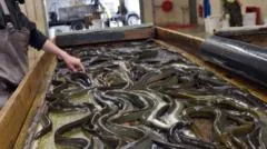 Evolução da Eel de Lough Neagh sob Pressão Ambiental e Pesqueira