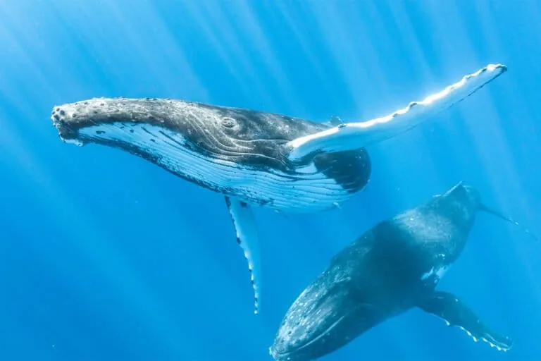 Escutar as baleias pode melhorar a conexão e a saúde dos oceanos