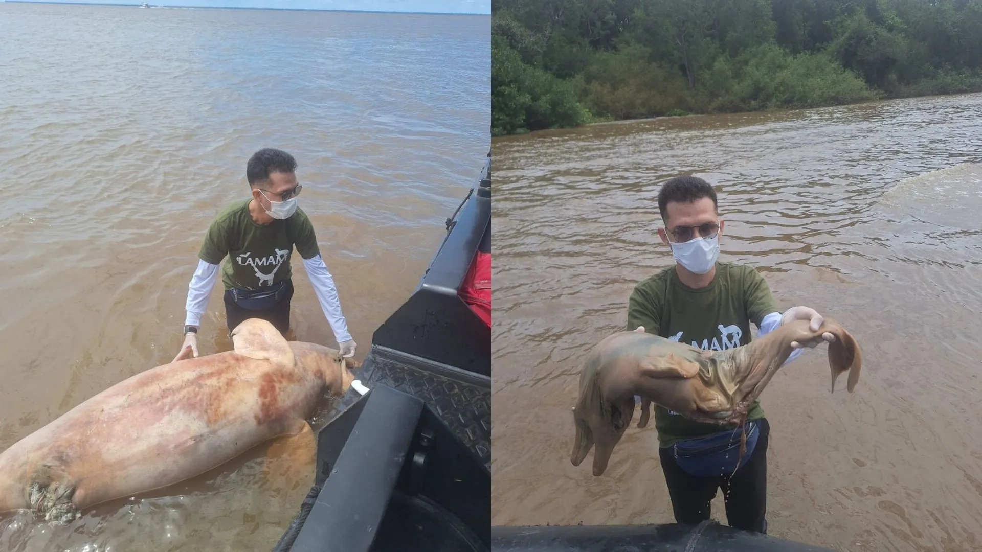 Mãe e filhote de boto-cor-de-rosa são encontrados mortos às margens de rio no Amapá