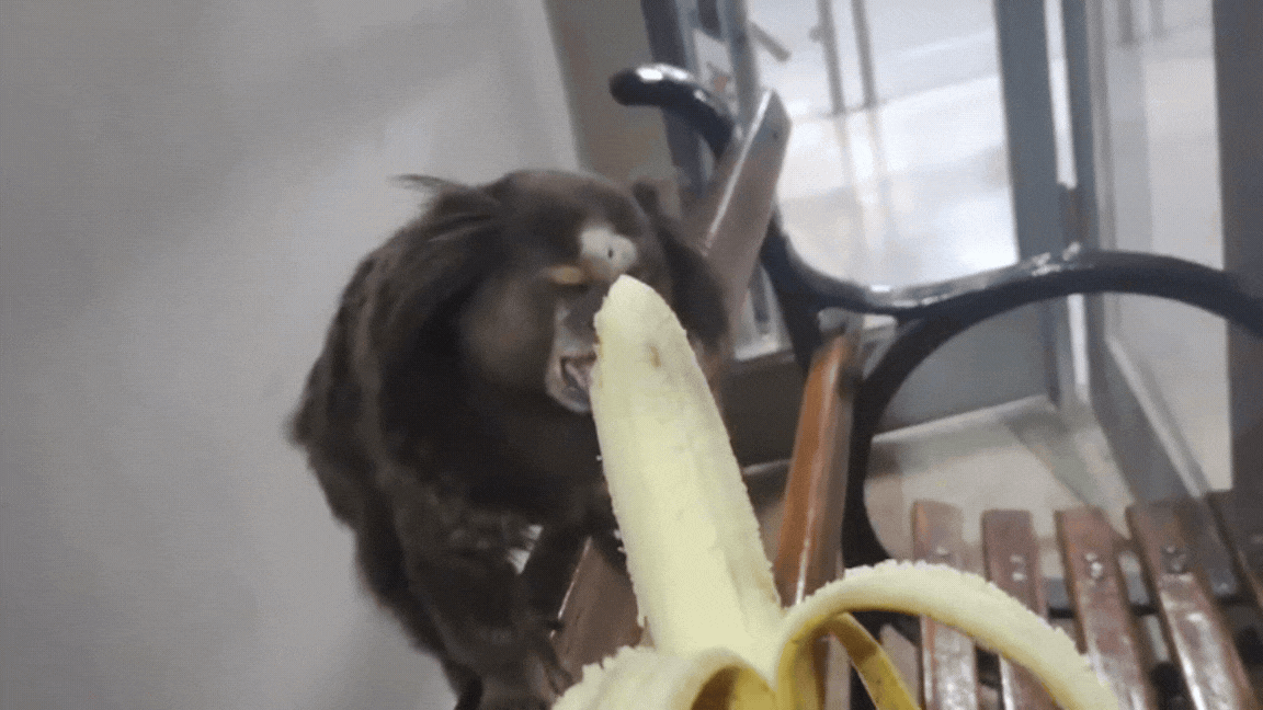 Sagui Rita é a mascote do Fórum de Sorocaba há sete anos