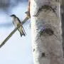 Climate change leaves northern tree swallows more vulnerable those in the southern US