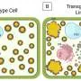 Pesquisadores desenvolvem plantas capazes de produzir proteína do leite