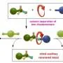 Recoverable molecular helper guides synthesis of highly pure chiral rotaxanes