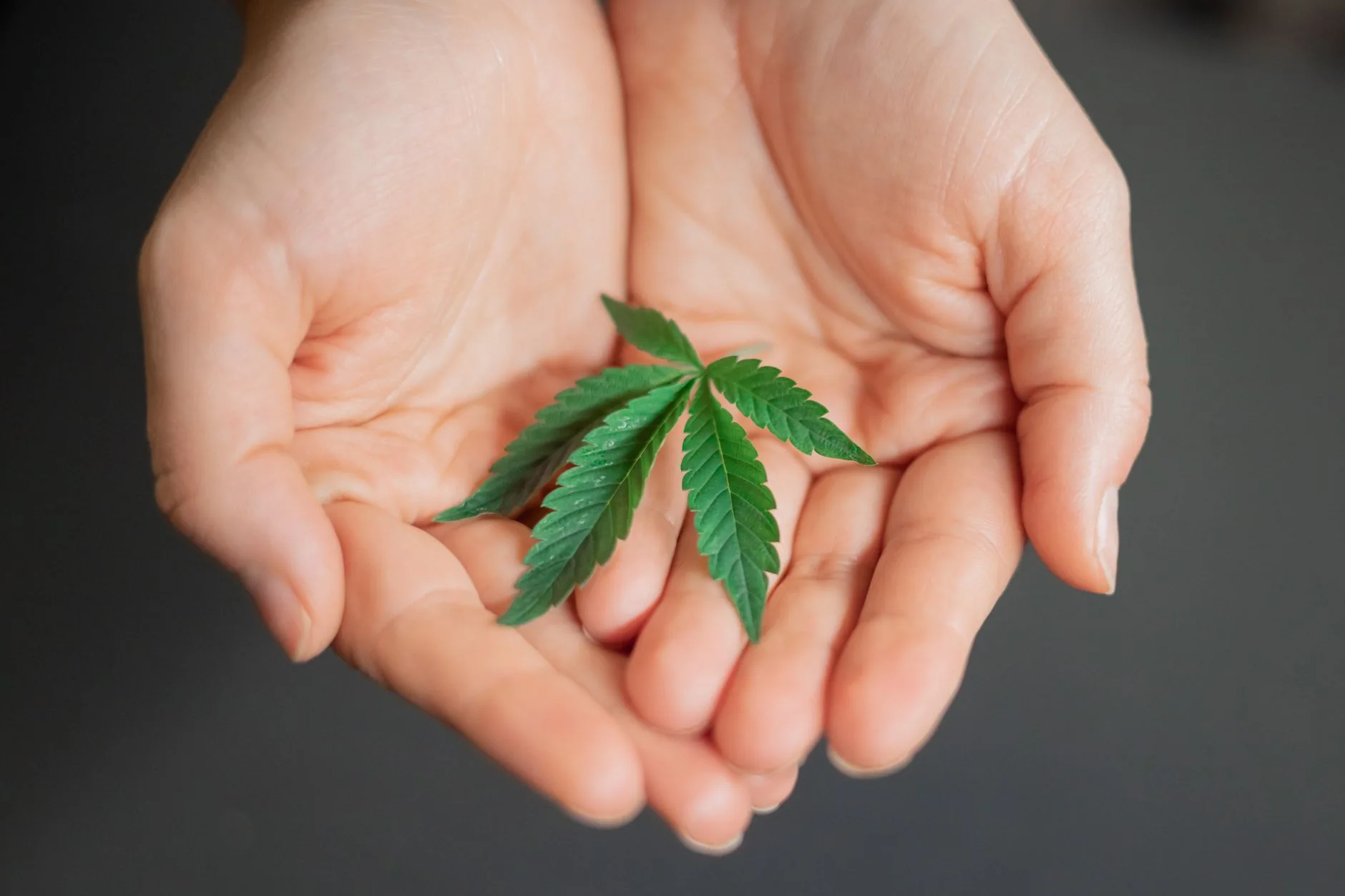 Idaho não terá votação sobre iniciativa de maconha medicinal em novembro