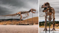 Tyrannosaurus rex é o dinossauro mais caro já vendido
