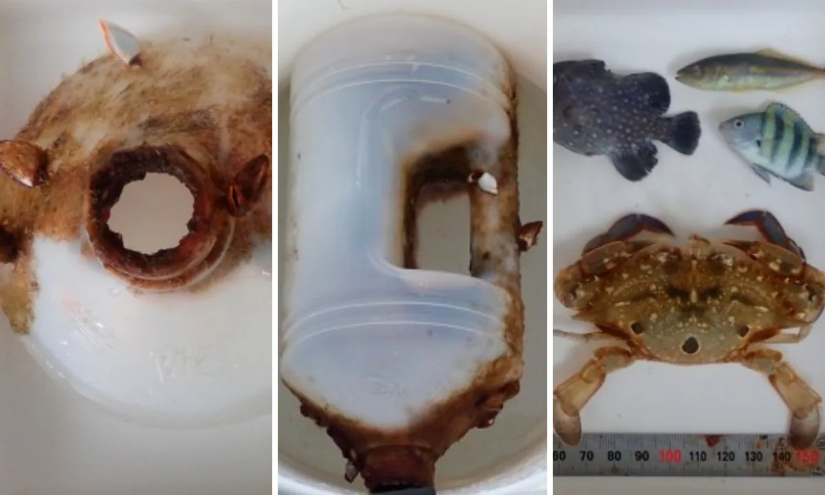 Caranguejo cresce preso em garrafa plástica e revela impactos da poluição