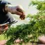Tecnologia de IA revoluciona a horticultura ao ver através das folhas