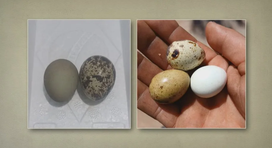 Por que ovos de codorna têm manchas e cores diferentes?