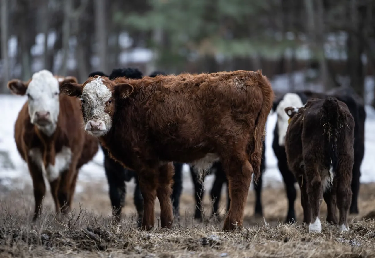 Revisão significativa nos dados de exportação de carne bovina dos EUA