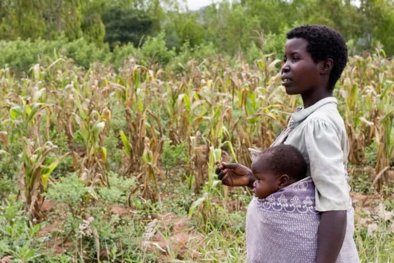 Agroecologistas de Malawi veem oportunidade na interrupção do fornecimento de fertilizantes do Golfo