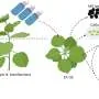 Genome tool places large genetic sequences precisely in rice and tobacco without DNA breaks
