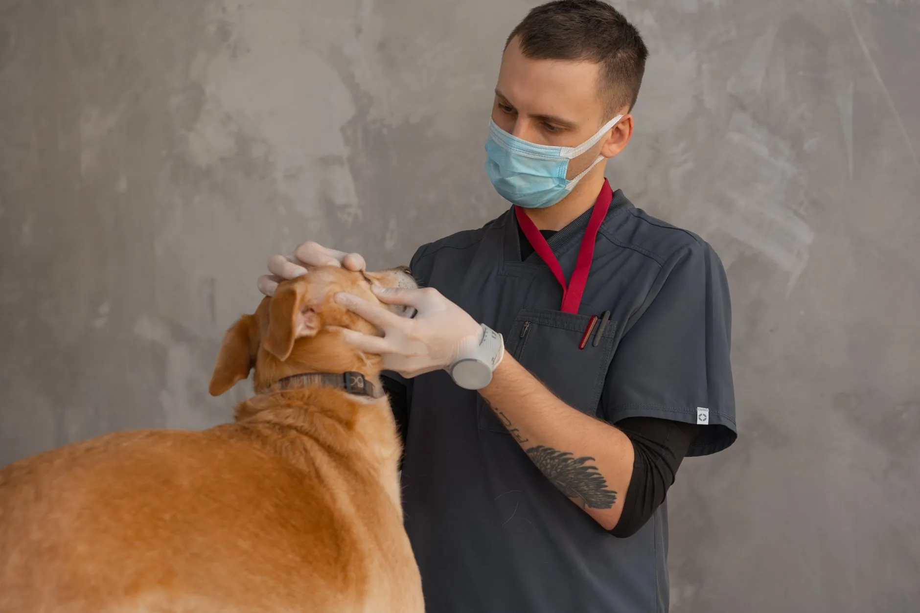 Prescrição de Cannabis na Medicina Veterinária: orientações do CRMV-SP