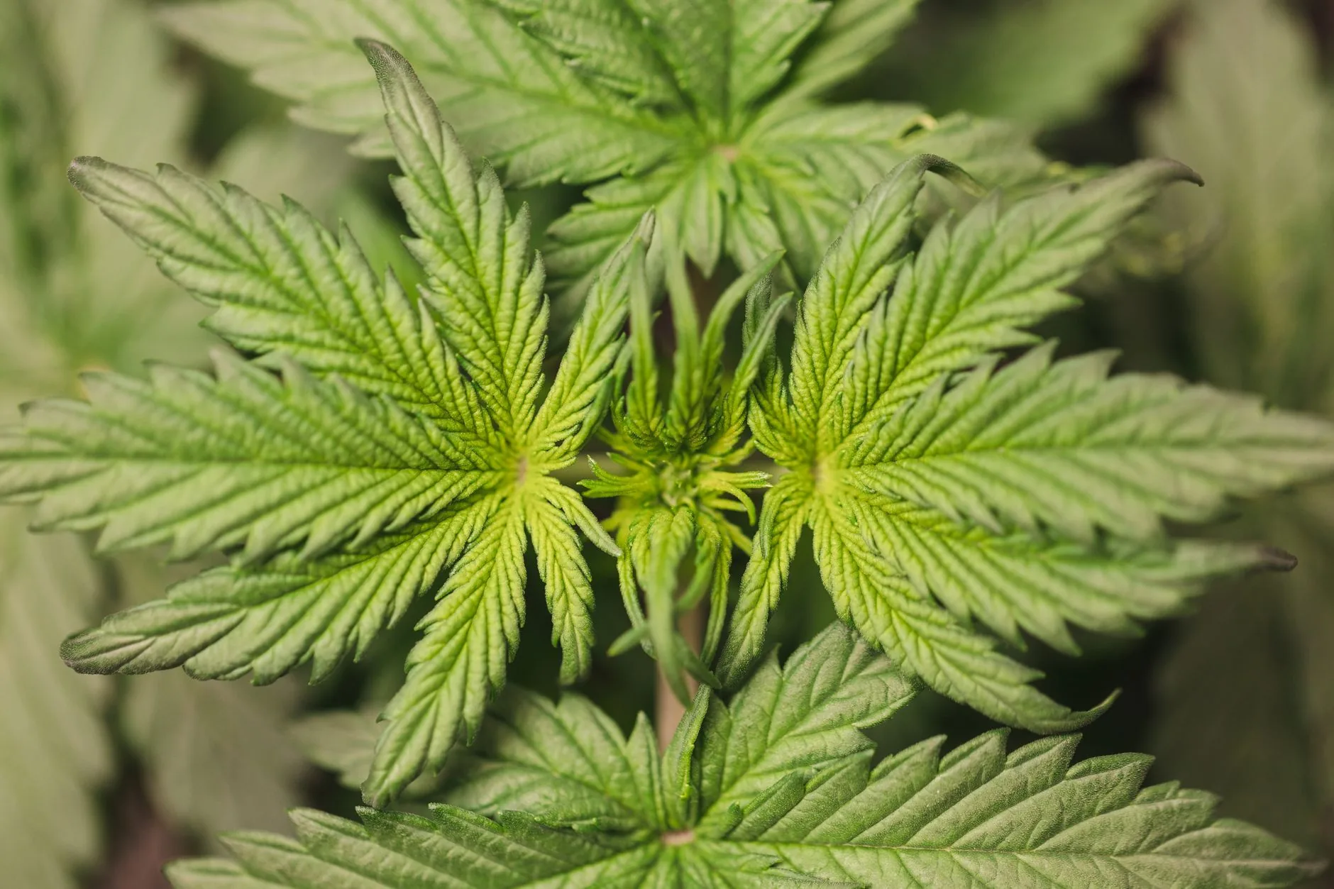 Centrão e direita lideram discussão da cannabis medicinal no Congresso