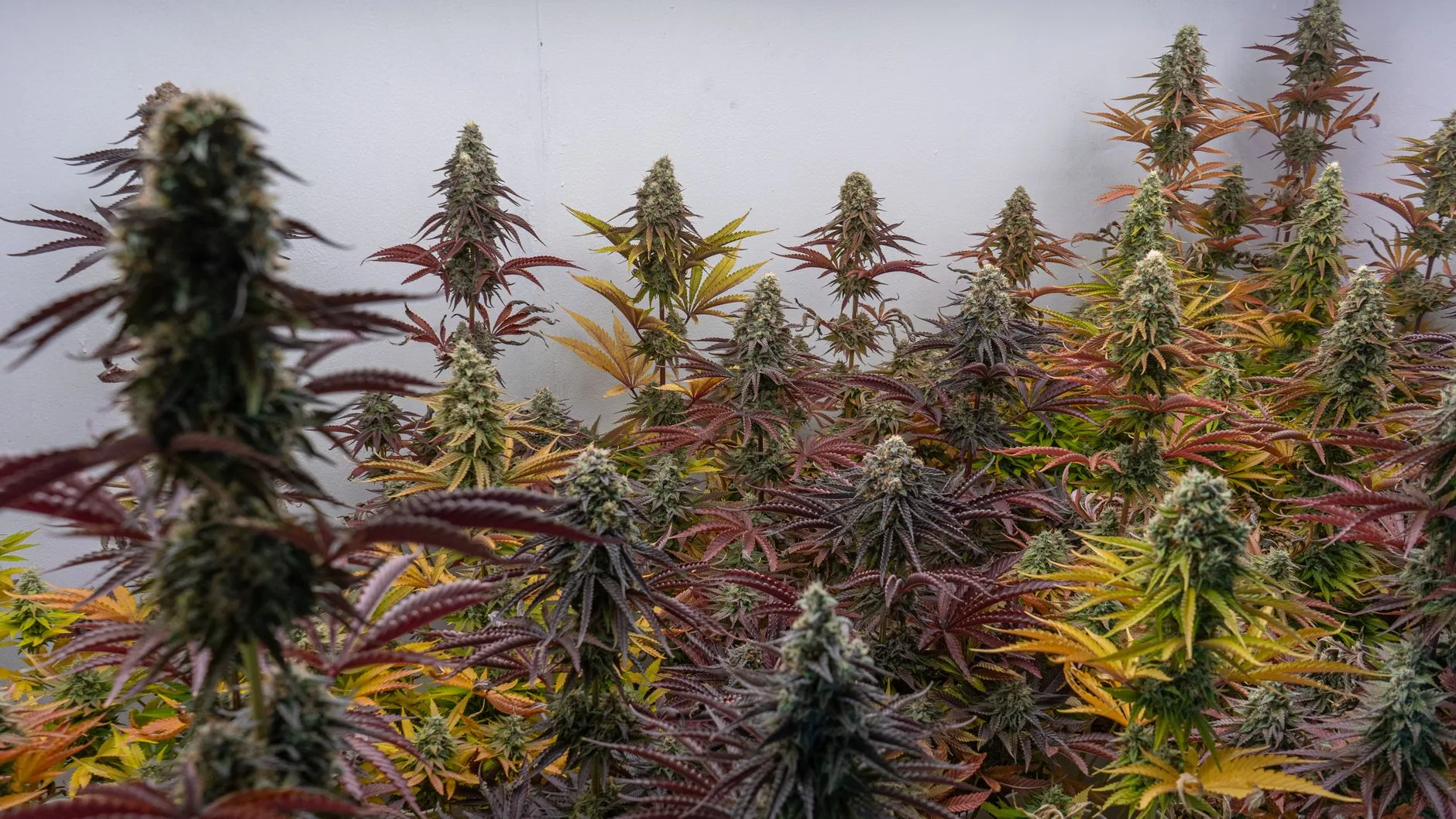 Chaves do sucesso de produtor de cannabis medicinal