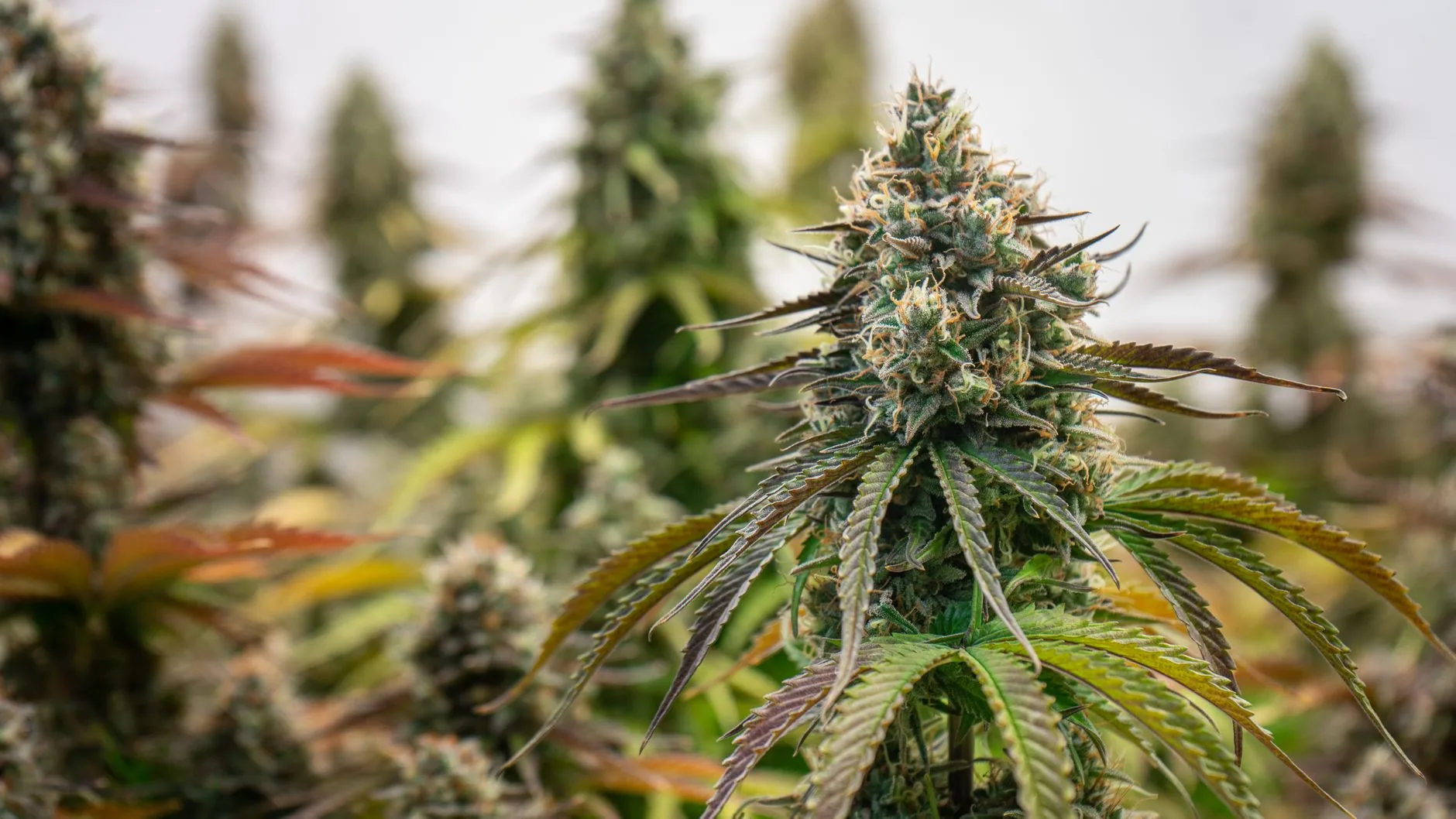 Missouri concede 77 licenças para microempresas de cannabis medicinal