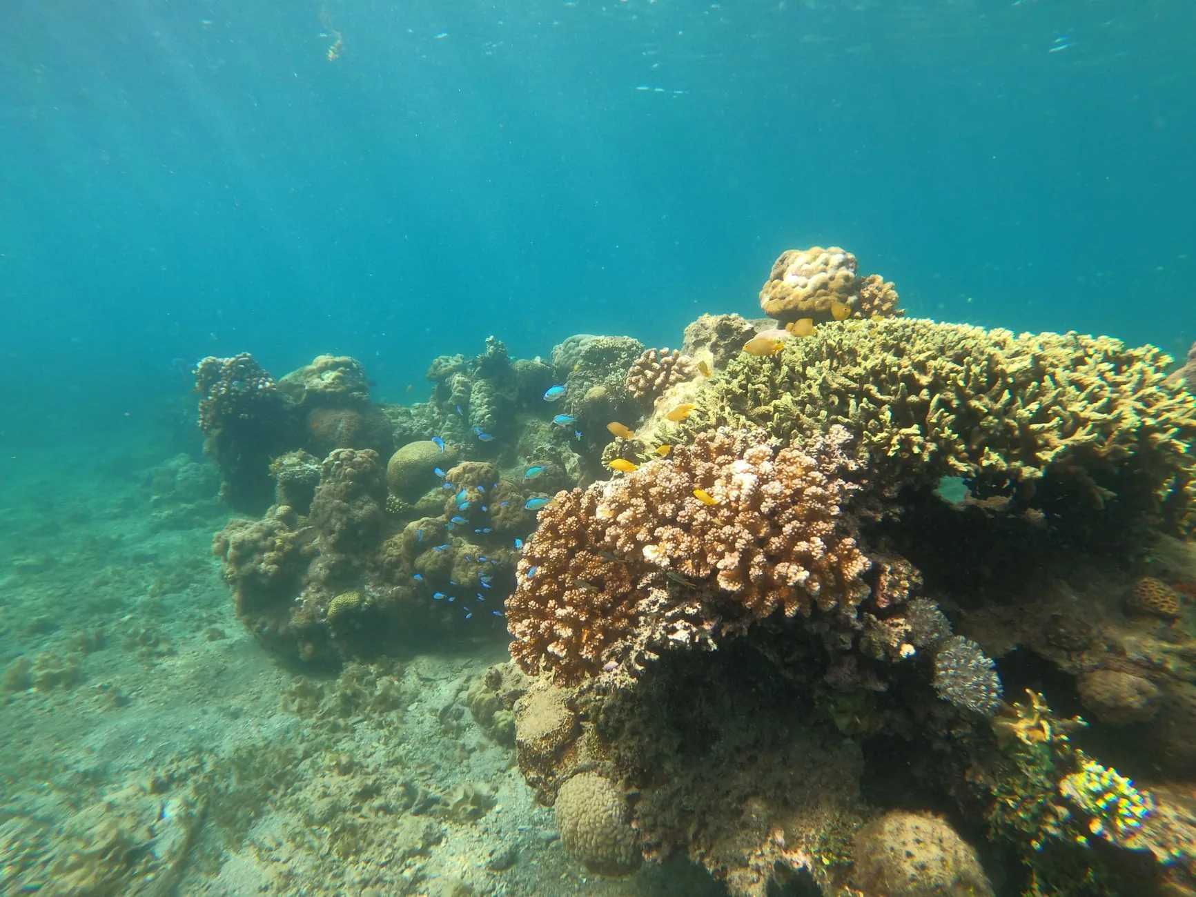 Perguntas e respostas: Uso de explosivos na pesca e impactos ambientais