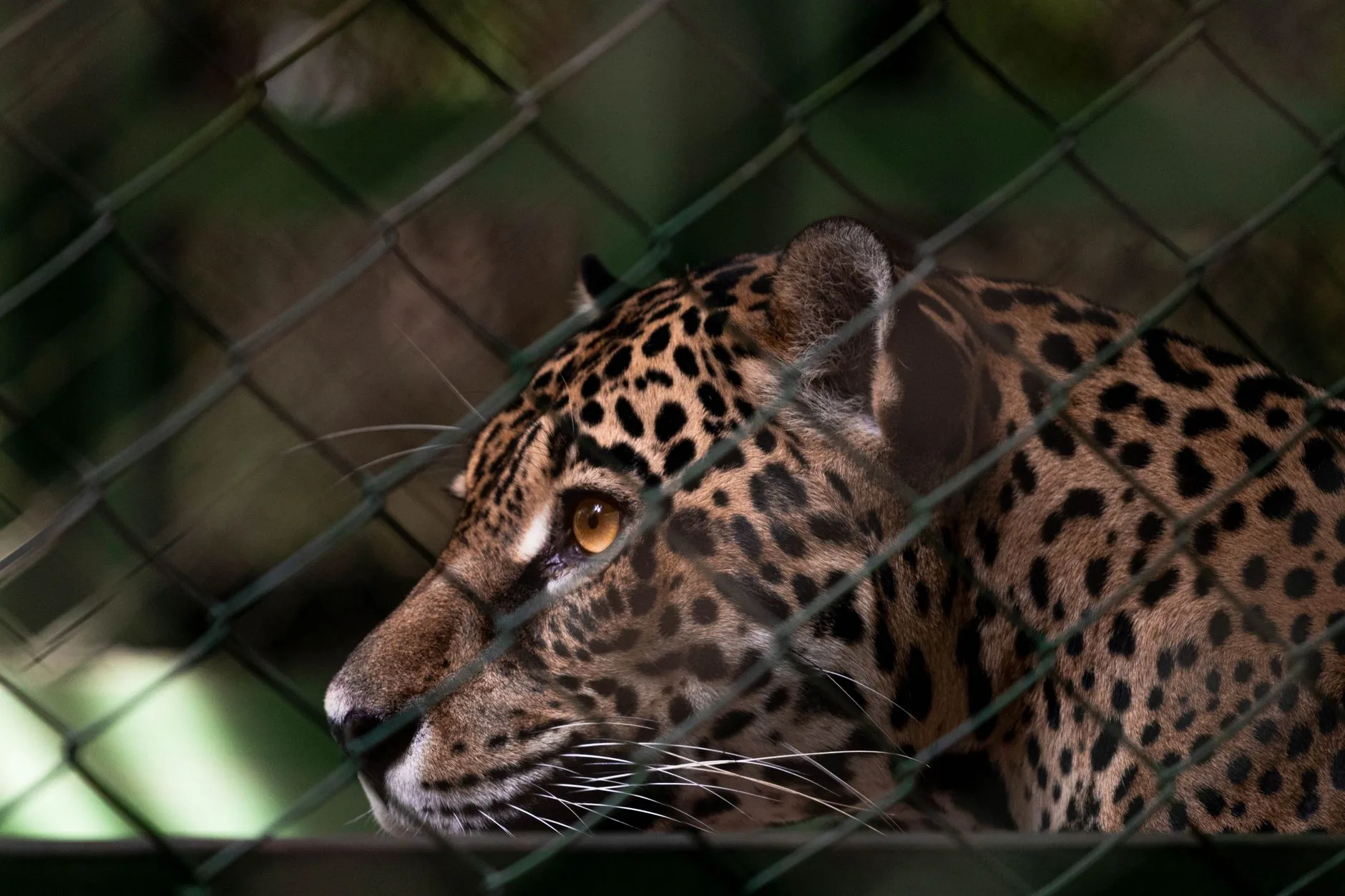 A Onça-Pintada e o Cerrado: Uma Síntese entre Natureza e Identidade Brasileira