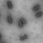 Bacteriófagos: uma biblioteca de vírus capazes de combater bactérias resistentes
