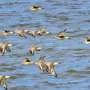 Movimentos de aves auxiliam na rastreamento de vírus globais
