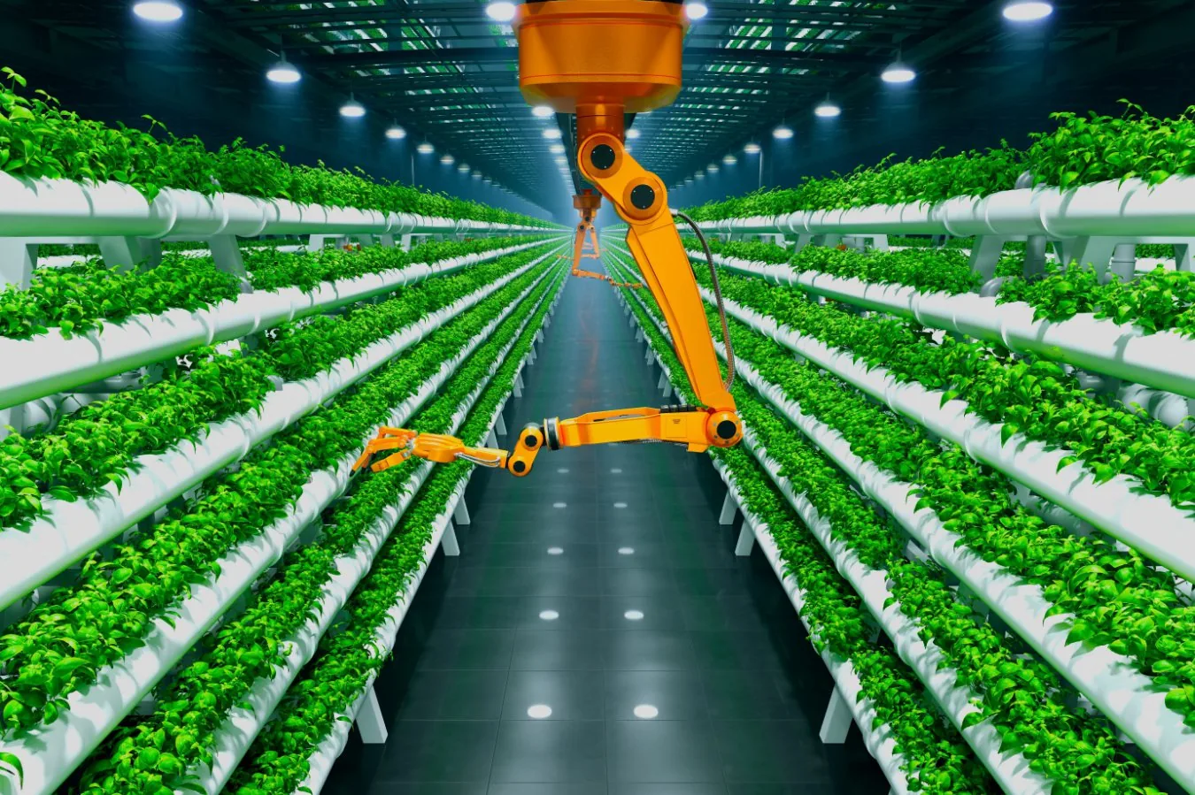 Novo método de produção de alimentos pode revolucionar agricultura