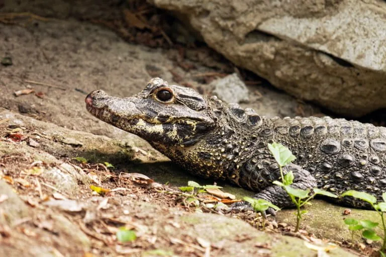 Pequenos crocodilos africanos são alvo de alta demanda no comércio ilegal de carne de caça em Nigeria