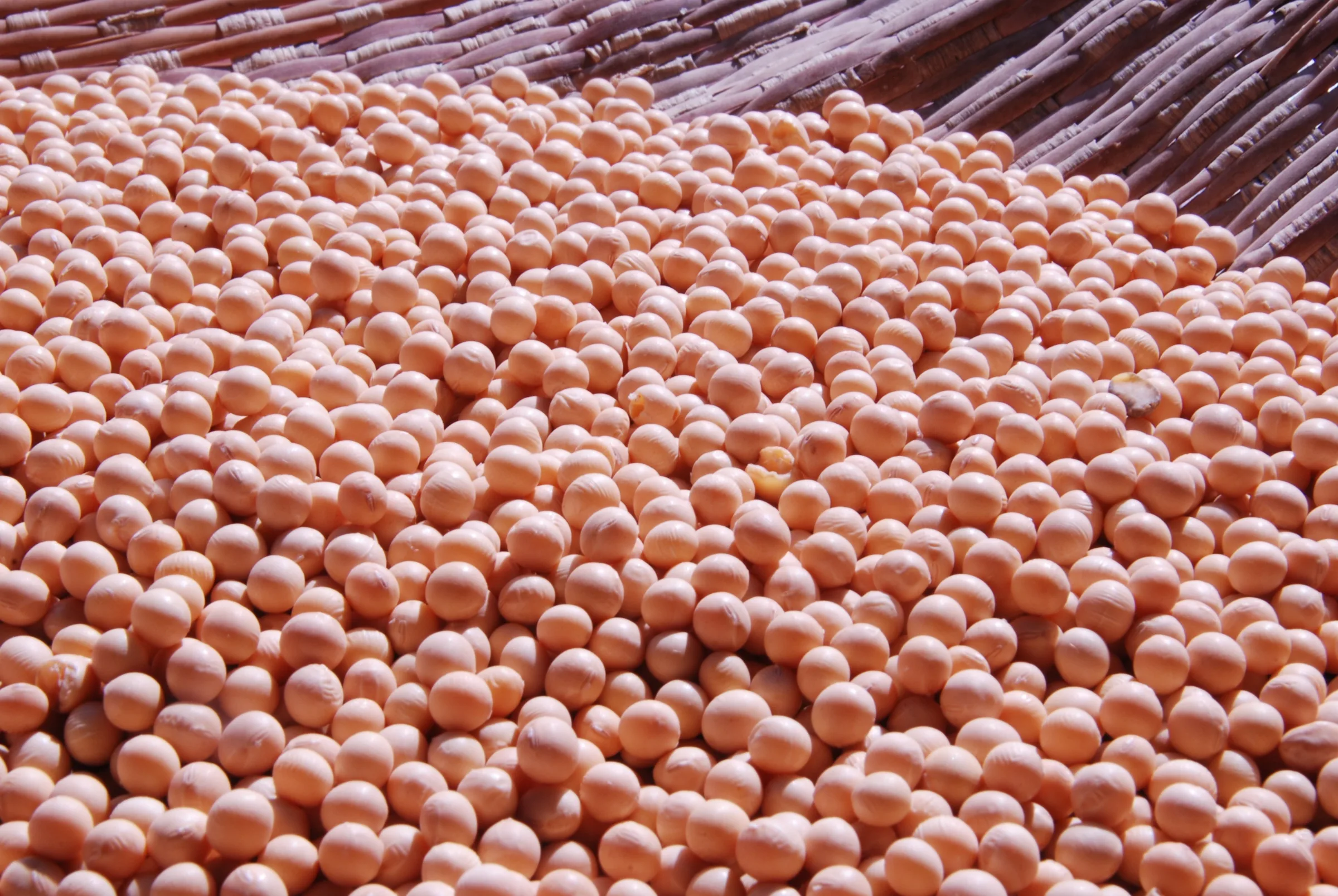 Mercado de soja no Brasil segue com recuos
