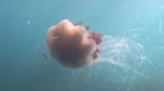Gigante de 40 pés de tentáculos capturado em vídeo