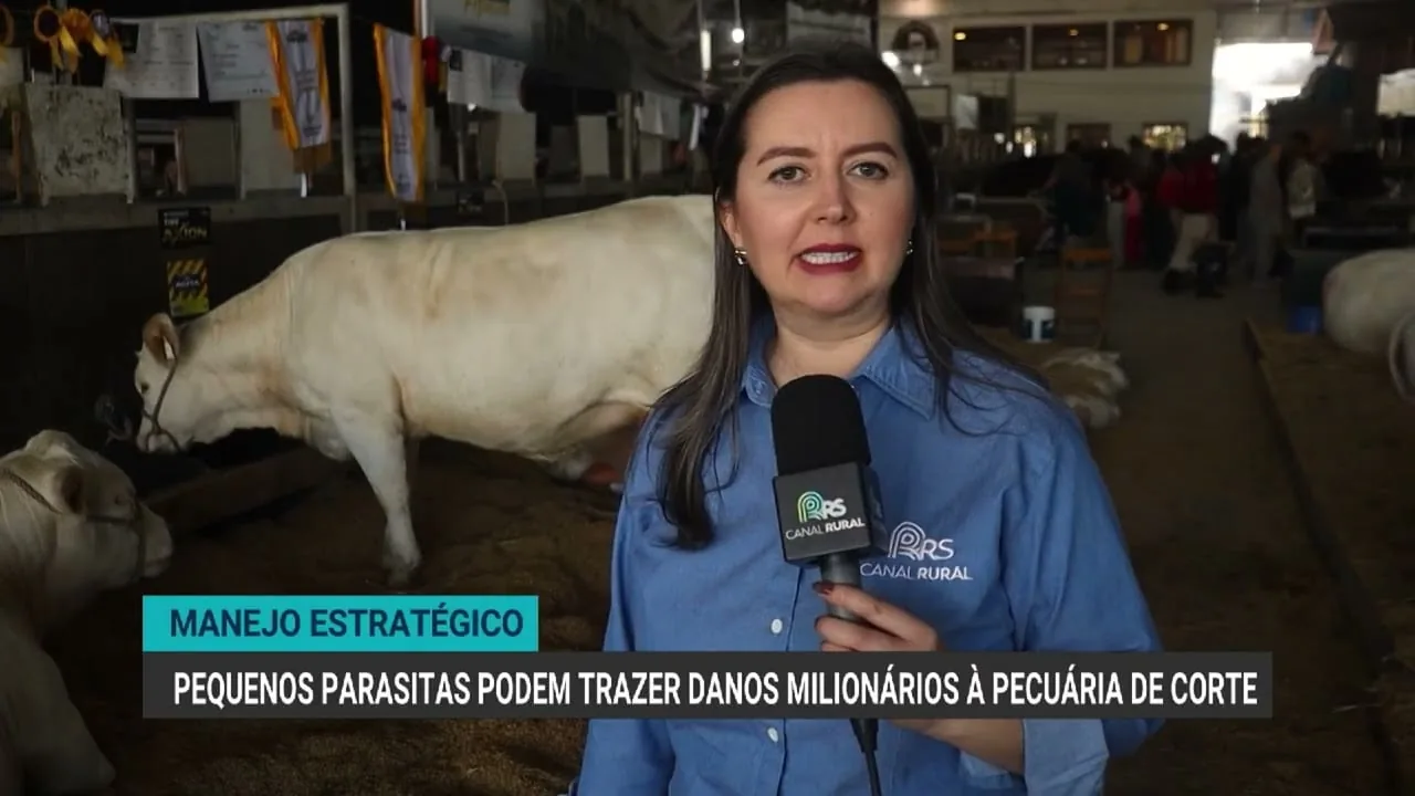 Carrapatos causam prejuízos milionários à pecuária de corte no Brasil