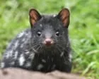 Conhecimento sobre animais nativos da Austrália é questionável