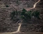 Sete indicadores do planeta estão fora dos limites seguros, alertam cientistas