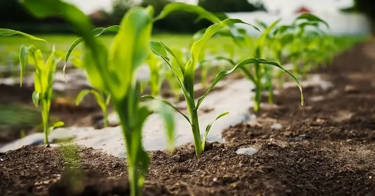 Goiás receberá milho para formação de estoques contra El Niño