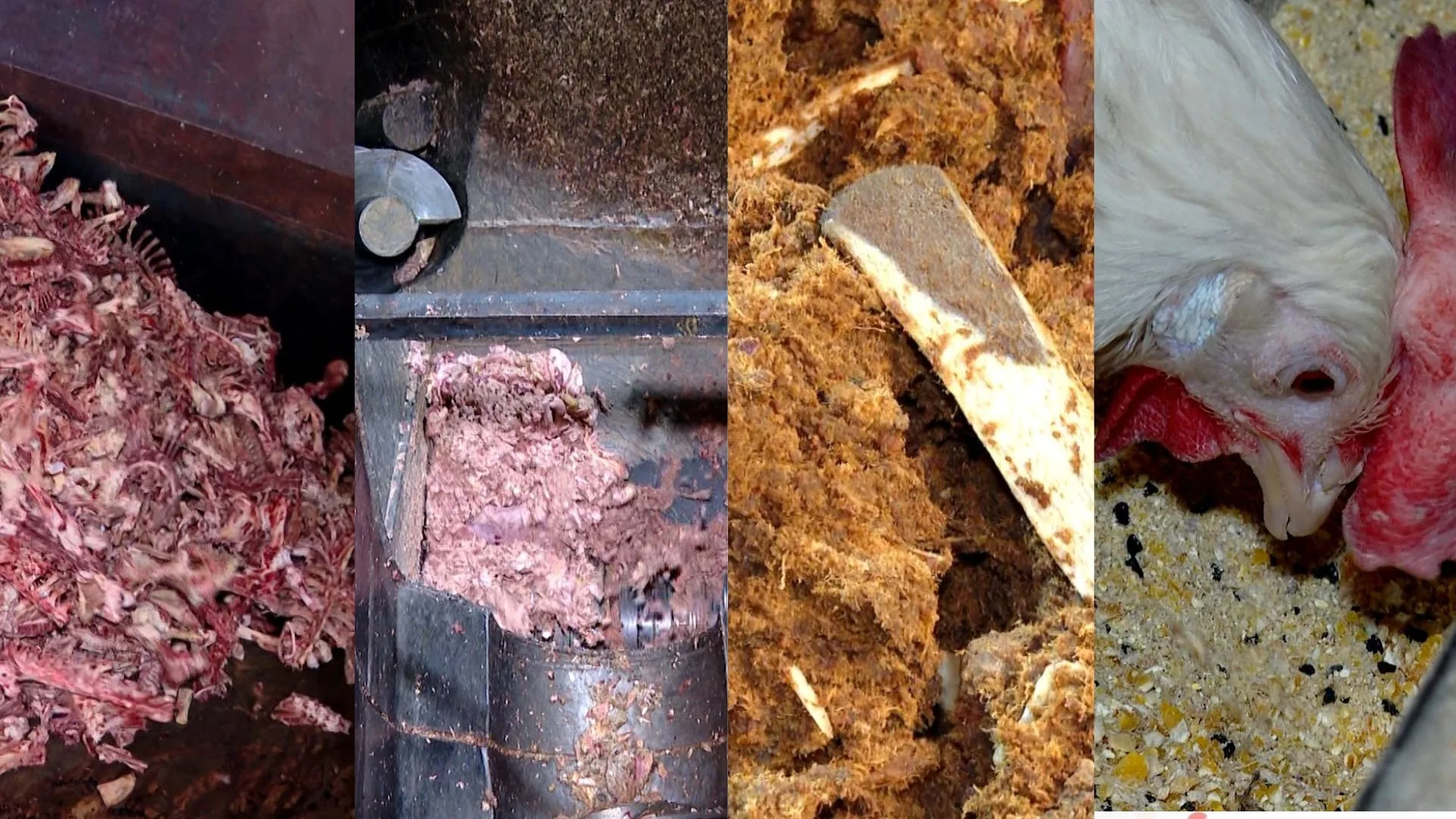 Restos de carne transformados em ração para outros animais no ES
