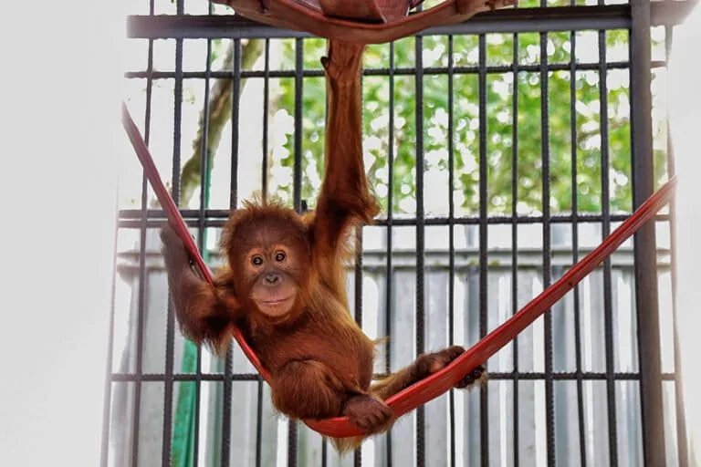 Infant orangutans found in India face long journey home