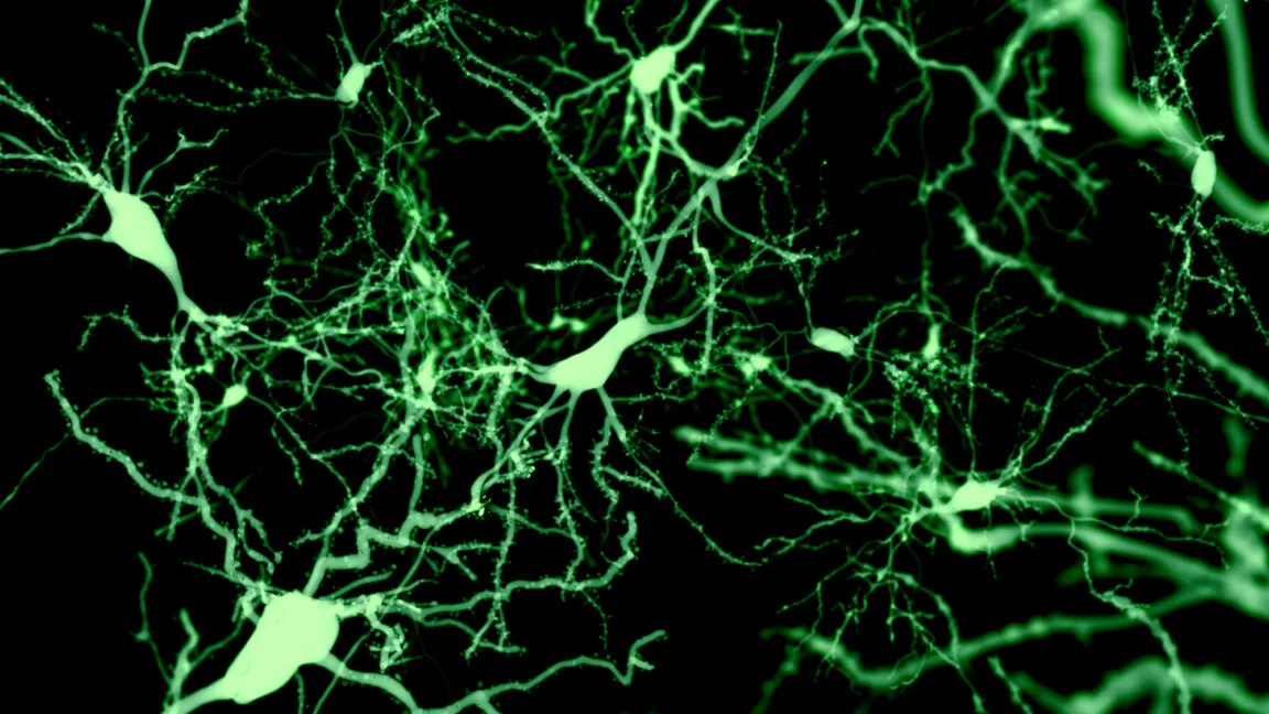 Descobertos neurônios no córtex que podem induzir o sono
