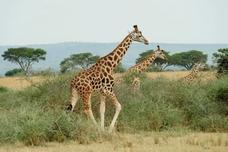 Girafas em áreas de conflito mantêm saúde genética