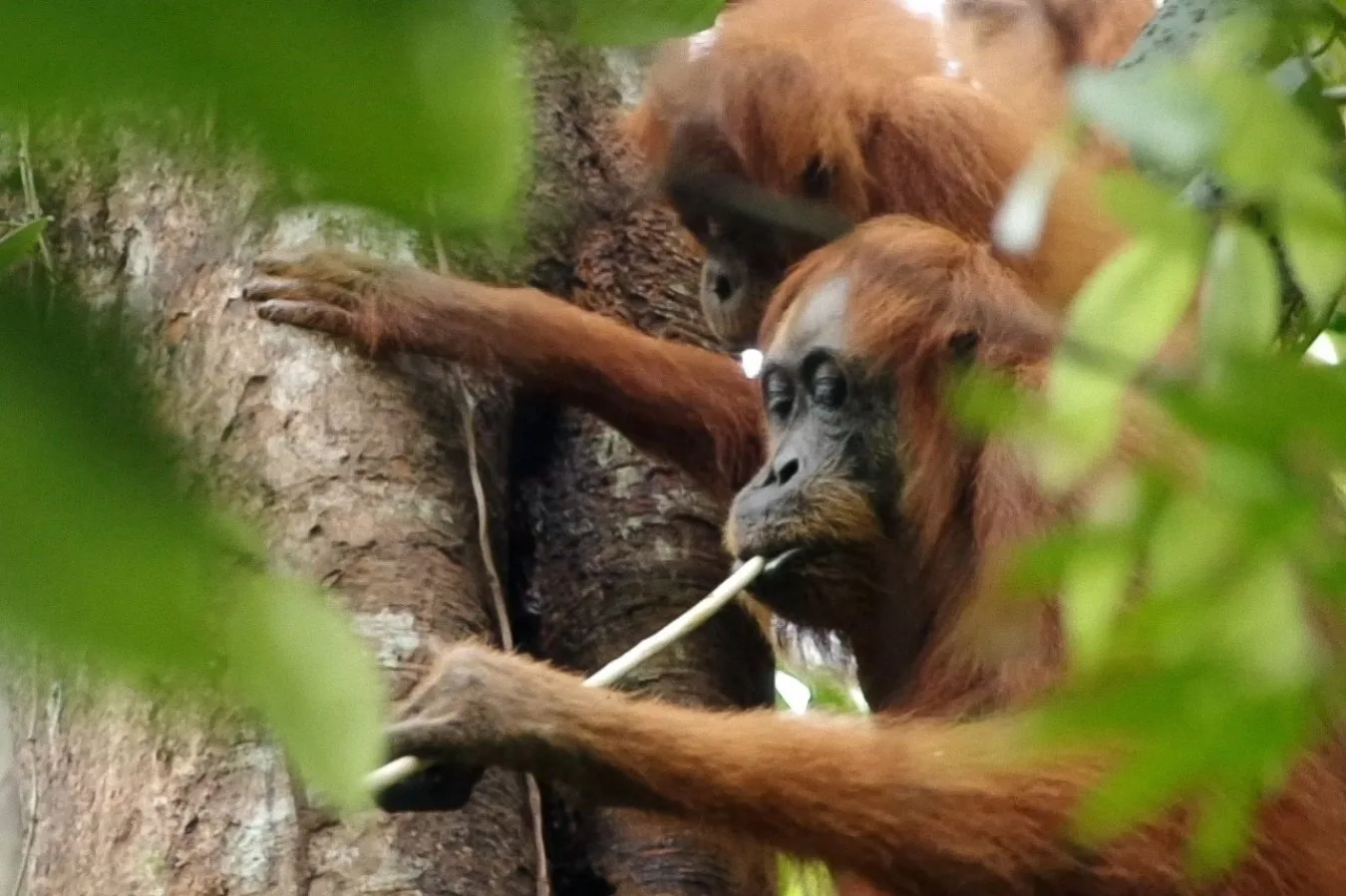 Orangutães aprendem com os pais para construir dieta diversificada