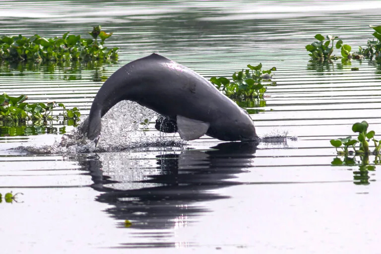Delfins raramente encontrados sobrevivem em rio poluído de Bangladesh