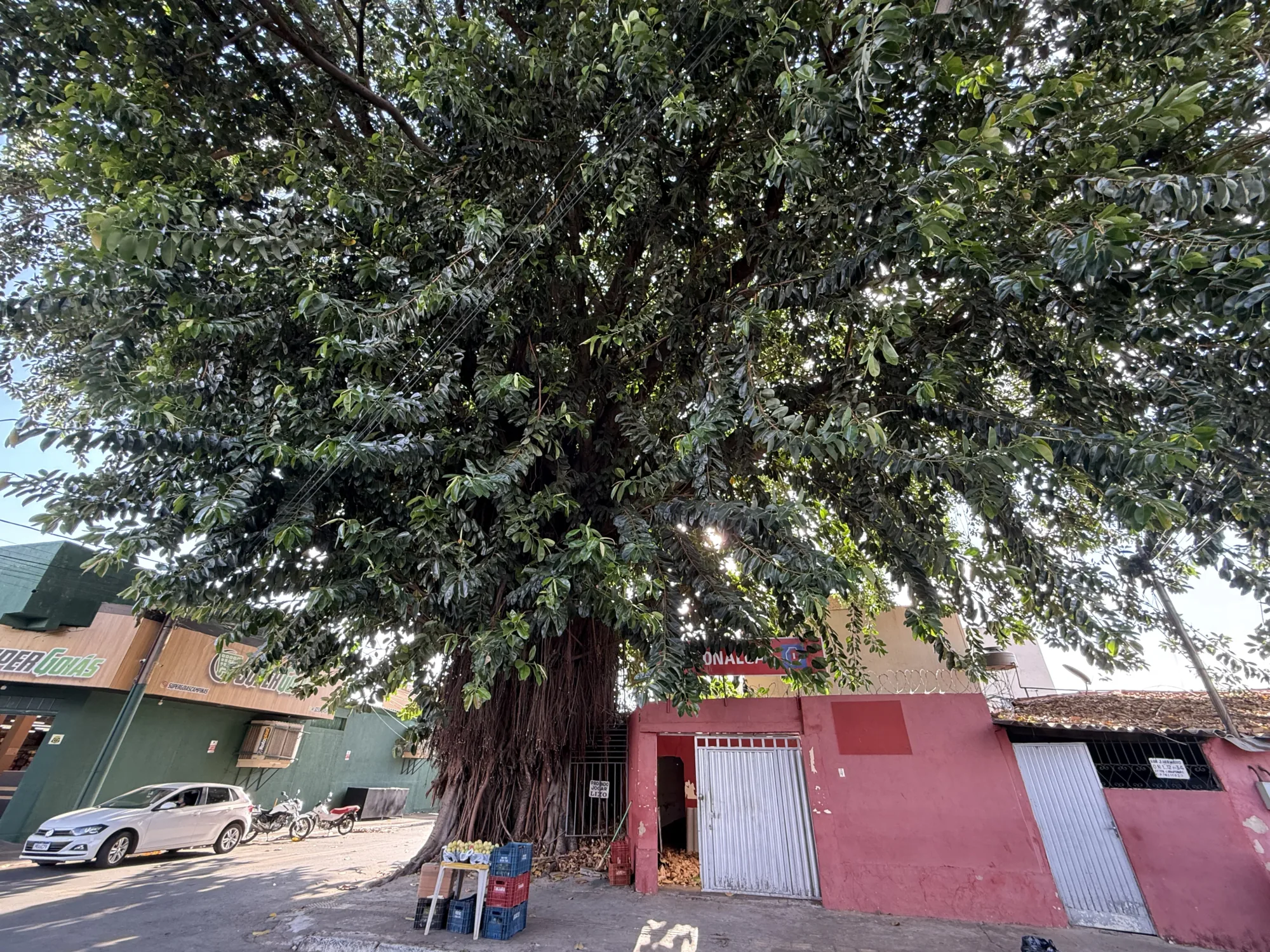 Gameleira de 60 anos pode ser retirada em Goiânia; moradores divididos