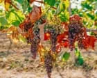 Produção vinícola francesa registra baixa de 30 anos devido ao clima extremo