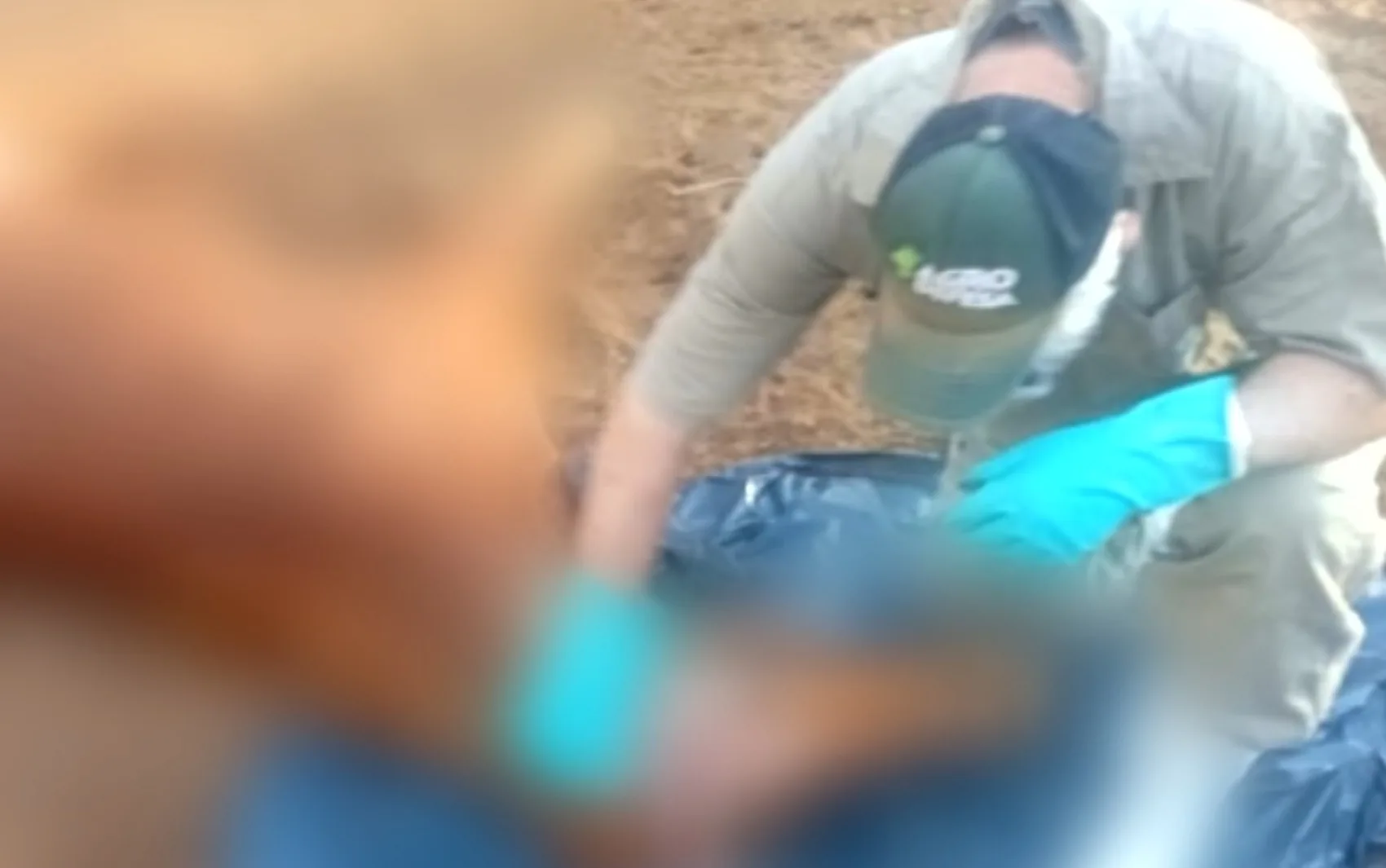 Sete cavalos morrem após serem mordidos por morcegos e infectados com raiva em Goiás