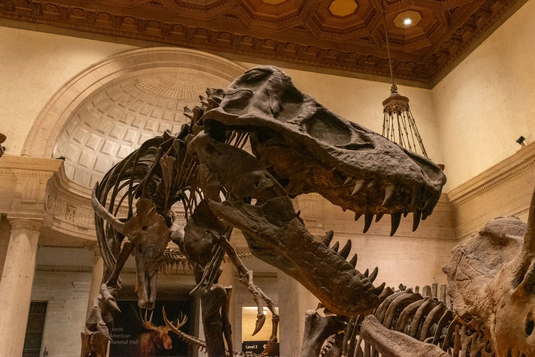 Dinossauro T. rex tinha temperatura corporal próxima à dos humanos