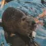 Beavers podem ajudar a criar frentes contra incêndios durante planejamento antecipado de estiagem