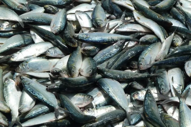 Indústria de peixe em pó está relacionada ao declínio de espécies importantes em Guiné-Bissau