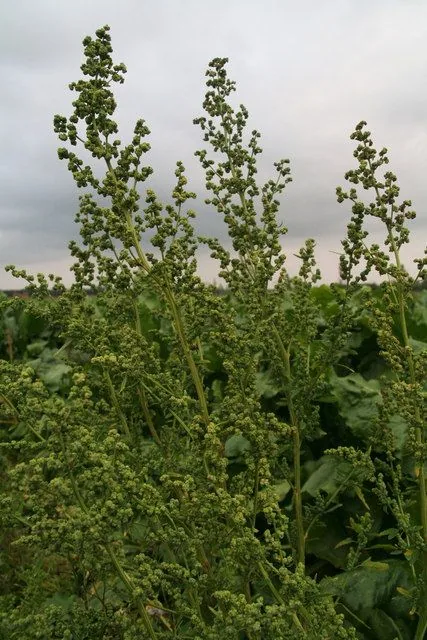 Iowa faz transição de criação de porcos para produção de cogumelos sustentáveis