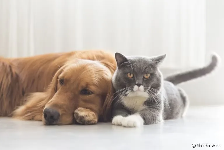 Goiânia realizará ação para castração e atendimento veterinário de 1,2 mil cães e gatos