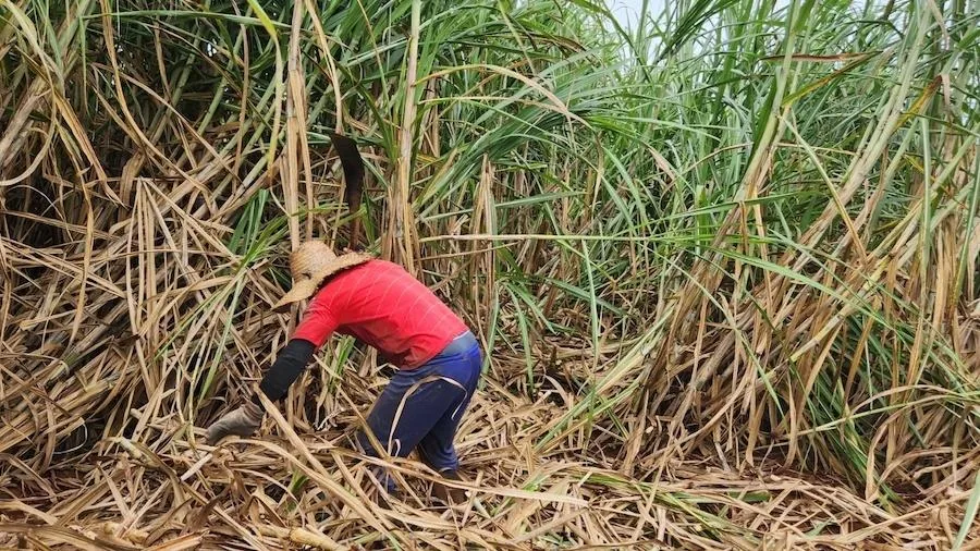 479 pessoas resgatadas em operação contra trabalho escravo