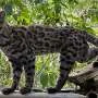 Novo gato selvagem é descoberto no Brasil