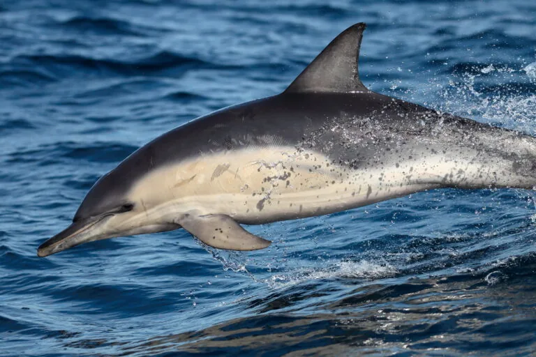 H5N1 avian influenza spreads to marine mammals and wildlife in Australia
