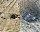 Tartarugas marinhas tropicais registram primeiros ninhos na Califórnia